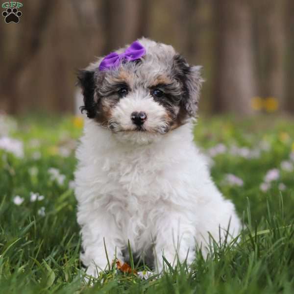 Mindy, Bich-Poo Puppy